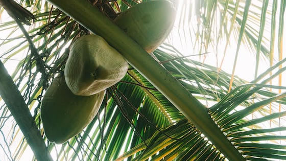 A água de coco Melhoram a Saúde da Pele