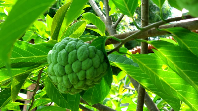 A fruta ata pinha ajuda na saúde da pele A fruta ata ajuda na saúde da pele