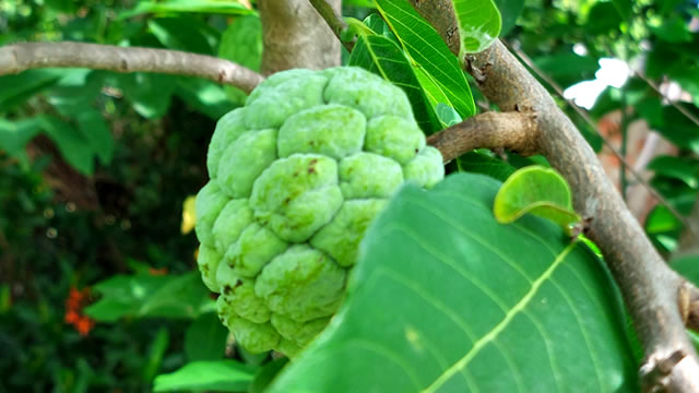 A fruta do conde promove o reparo muscular A fruta do conde ajuda no reparo muscular