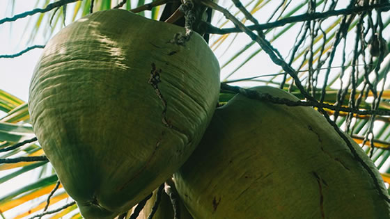 A água de coco uma Fonte Natural de Energia