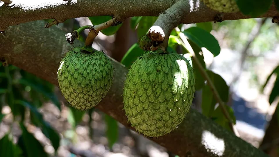 Araticum do cerrado &aacute;rvore