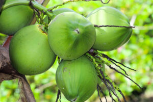 Os benefícios da agua de coco