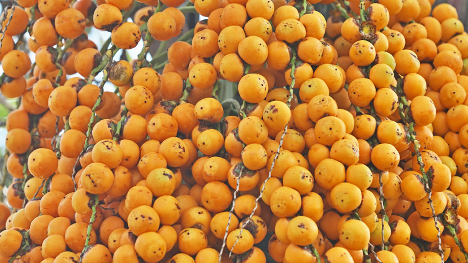 fruta butiá para uma boa digeestão Benefícios da fruta butiá na digestão