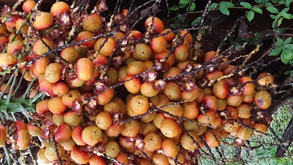 fruta butiá para Hidratar a Pele Benefícios da fruta butiá para Hidratar a Pele