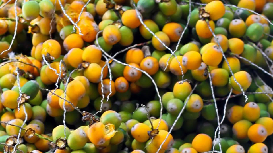 Butiá para o Sistema Imunológico Benefícios da fruta butiá para o Sistema Imunológico