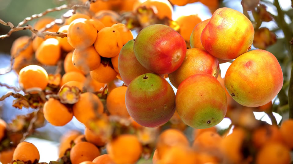 Vitaminas da fruta butiá Benefícios da fruta butiá rica em vitamina c