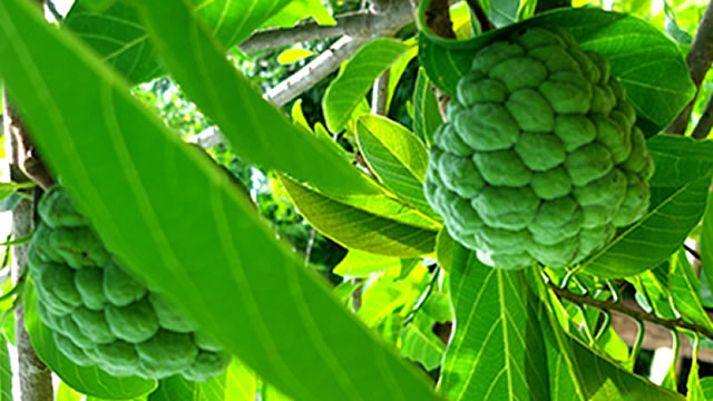 A fruta do conde é um anti-inflamatórias Benefícios da fruta do conde anti-inflamatórias