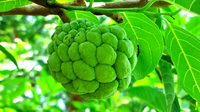 Fruta do conde no controle do sistema imunológico Fruta do conde no sistema imunológico