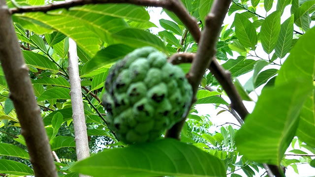 Benefícios da fruta do conde para a visão Benefícios da fruta do conde para visão