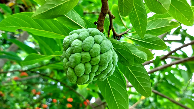 Benefícios da fruta do conde Benefícios da fruta do conde pinha