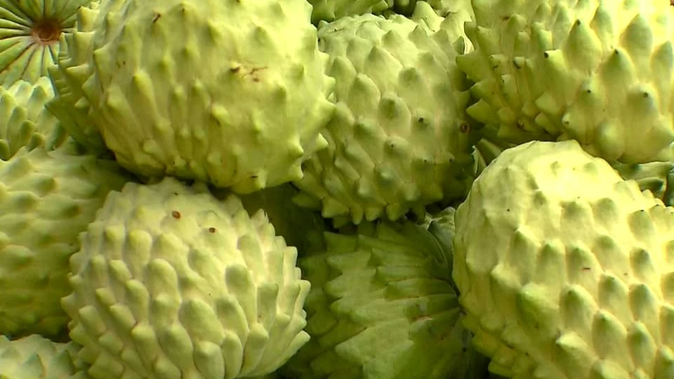 Fruta Biribá no combate do Sistema Imunológico Benefícios do Biribá para o Sistema Imunológico