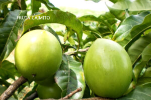 Os Benefícios de Caimito Verde