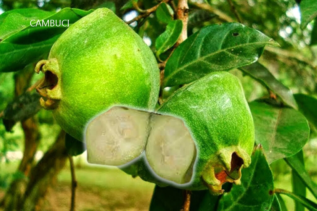 Benefícios do cambuci uma fruta tropical
