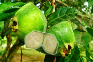 Benefícios do cambuci uma fruta tropical