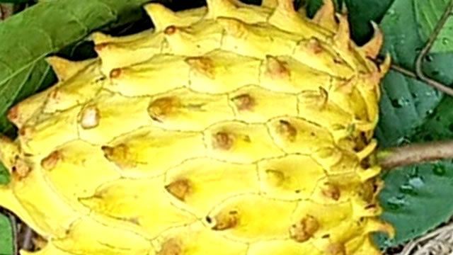 Biriba fruta atua com um anti-inflamatória Biriba fruta anti-inflamatória natural