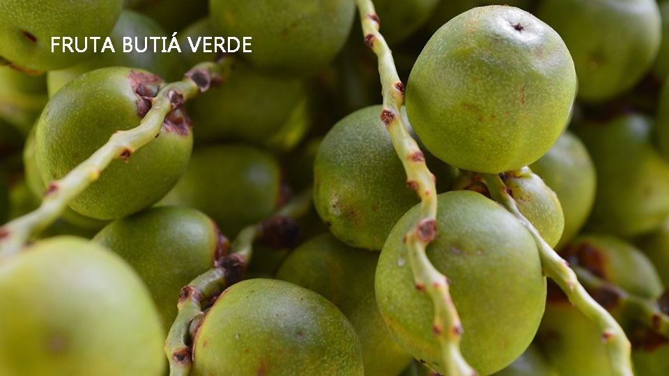 fruta butiá verde Fruta butiá Potencial Anti-inflamatório