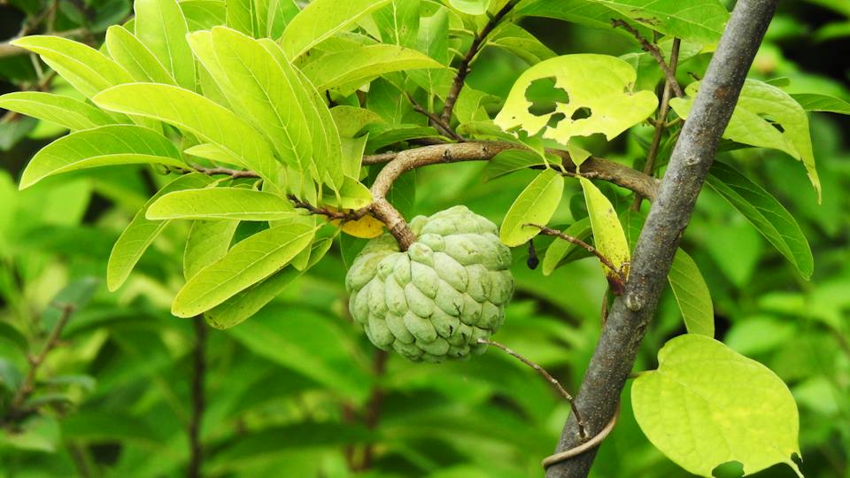 Benefícios da fruta do conde Muda de Fruta do Conde