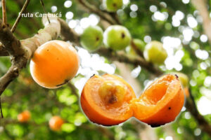 Os dez benefícios fruta cambucá