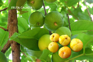 Os principais benefícios da fruta cagaita