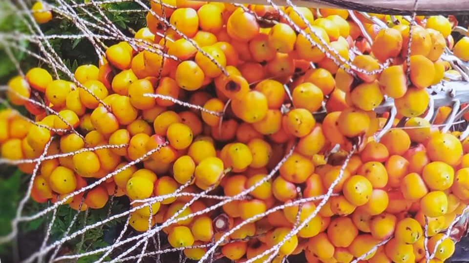 Propriedades do Fruto Butiá Propriedades Antioxidantes do Fruto Butiá