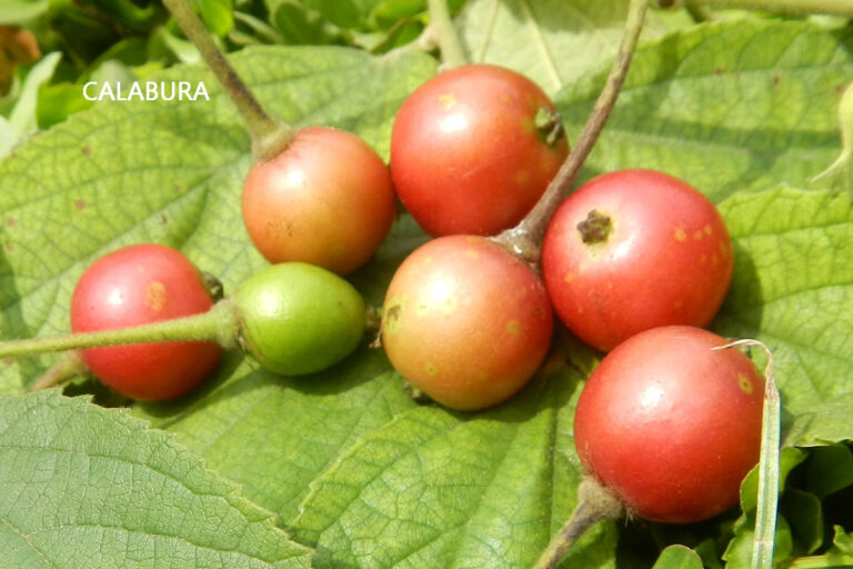 8 Benefícios da Fruta Calabura