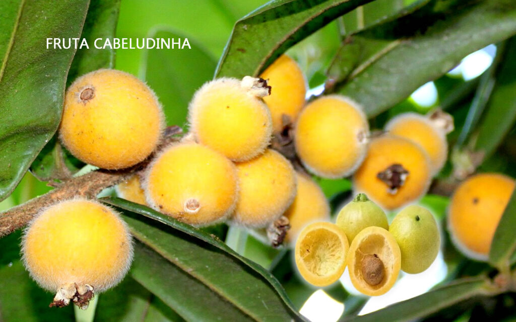 Os 8 Benefícios da fruta cabeludinha