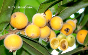 Os 8 Benefícios da fruta cabeludinha