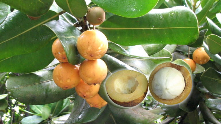 Os Os Benefícios do Bacuri para Saúde e Bem-estar