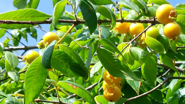 A fruta guabiraba amarela fortalece a imunidade