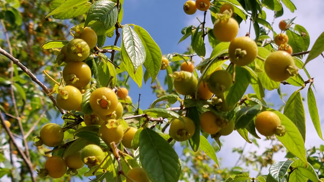 a fruta guabiraba possui propriedades anti-inflamatórias 