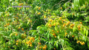 Os benefícios da guabiraba amarela