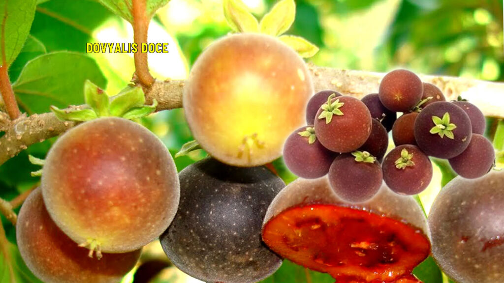 Fruta Dovyalis Doce e Seus Benefícios