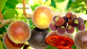 Fruta Dovyalis Doce e Seus Benefícios