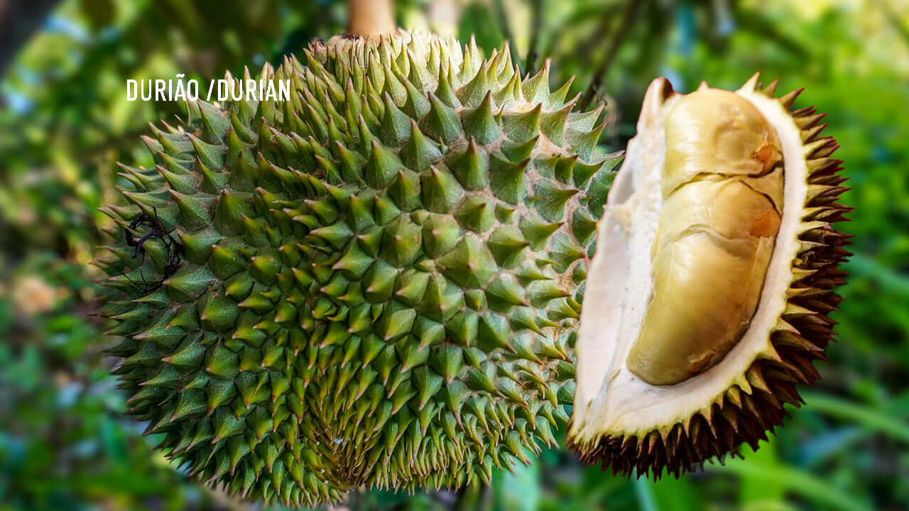 Fruta duriao ou durian e seus benefícios
