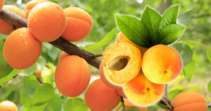 Os Benefícios do Damascos