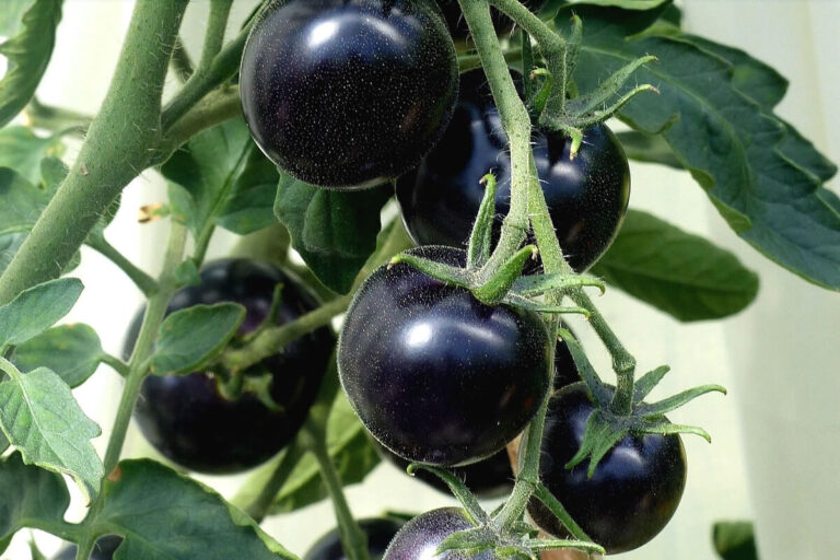 Benefícios do Tomate Preto