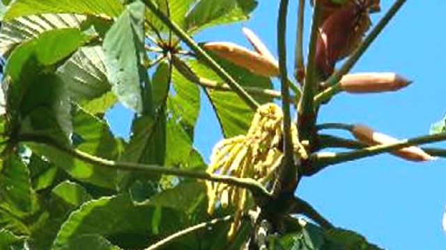 embaúba arvore Arvore da Fruta Embaúba