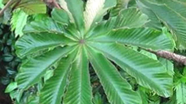 benefícios da fruta na digestão Os benefícios digestivo da embauba