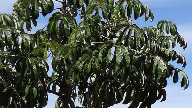 benefícios da fruta para diabeticos Benefícios para a diabetes da fruta embaúba