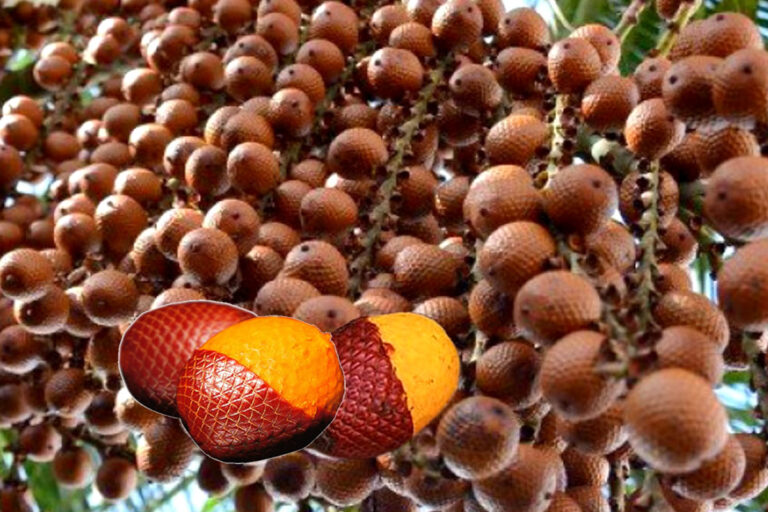 Os Benefícios do Fruto Buriti