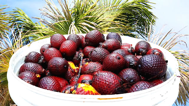 Ele é abundante em vitamina a O Buriti possui bastante vitamina a