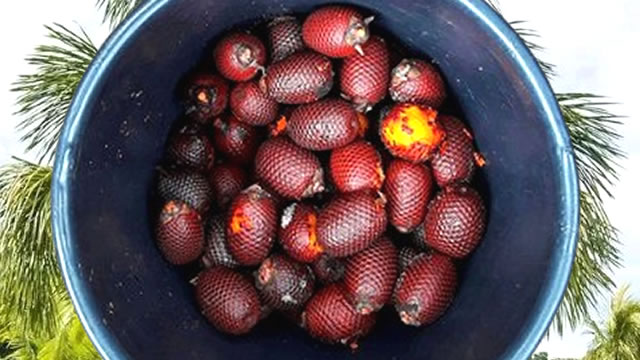 O fruto possui propriedades Antioxidantes O Buriti possui propriedades Antioxidantes
