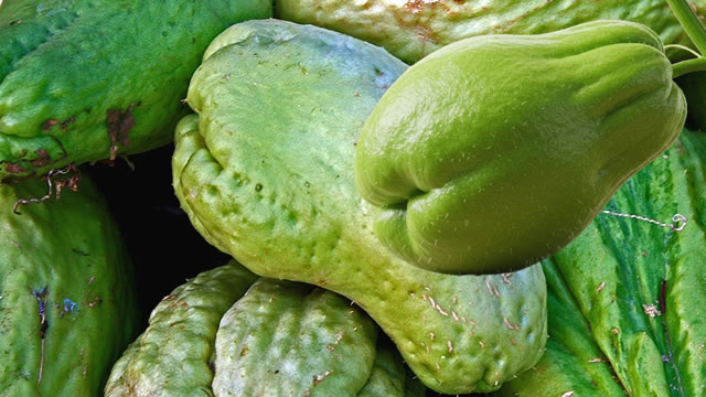 chuchu é rico em nutrientes O chuchu é abundante em nutrientes