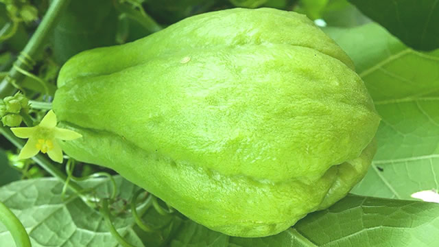 o chuchu é uma fonte de fibras O chuchu é rico em fibras