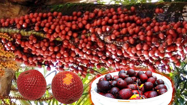 Ele ajuda prevenir a visão O buriti auxilia na prevenção da visão