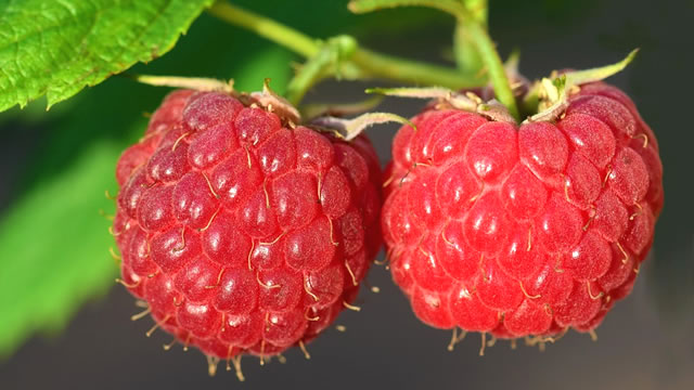 A fruta ajuda a fortalecer o sistema imunol&oacute;gico