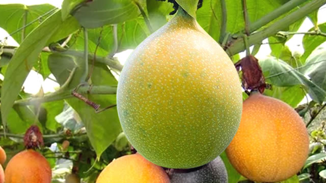 A fruta beneficia na boa digestão