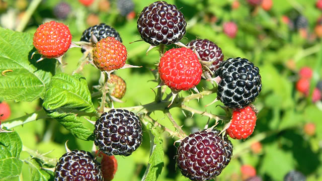 A fruta framboesa ajuda na concentra&ccedil;&atilde;o e na mem&oacute;ria
