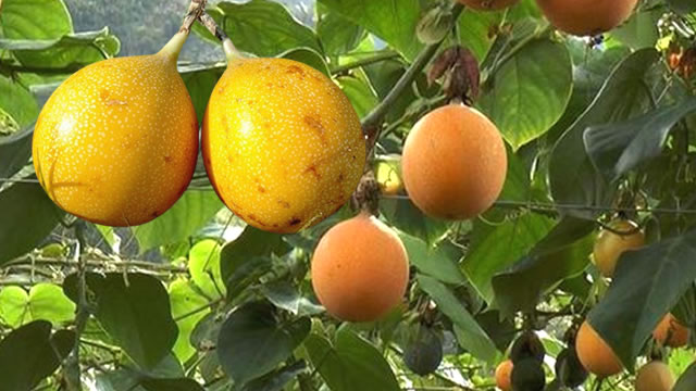 A fruta granadilla fortalece a imunidade