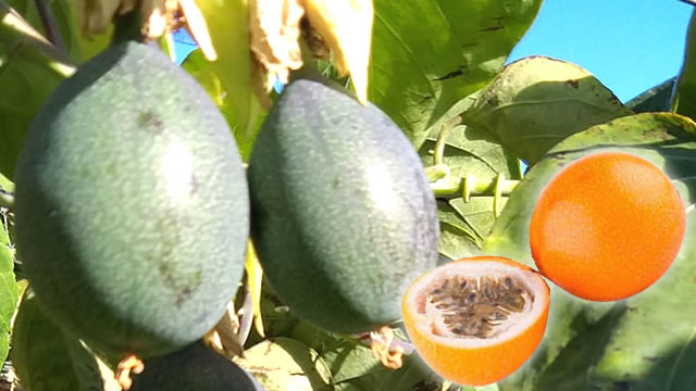 A fruta previne o avanço da anemia